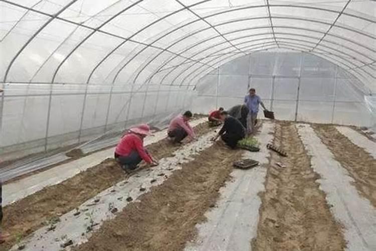 水溶肥啥时候用比较好