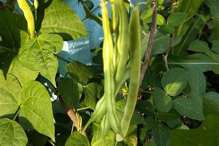 四季豆苗霜冻后怎样管理才能恢复？