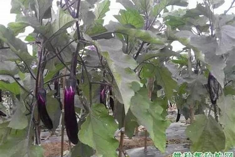 玻璃翠花怎么养？