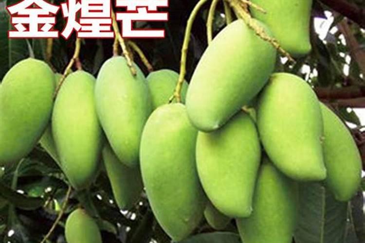 芒果树结果期怎样施肥