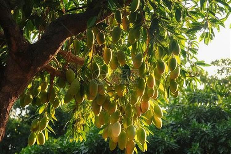 种芒果应该怎样去施肥？