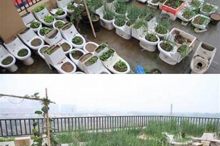 不施肥可以种菜吗;不施肥的植物
