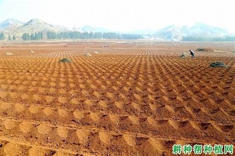 硼肥有哪些作用 硼肥的9大施用误区