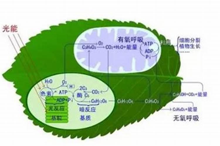 家庭怎样自制硼肥 制作方法有哪些