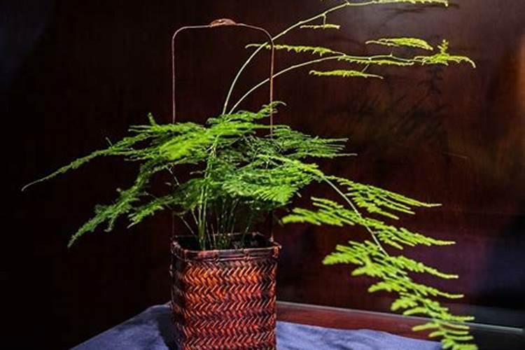 文竹最好施什么肥