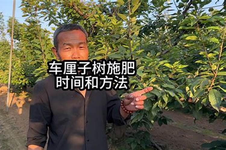 种植车厘子的技术手段以及管理模式是怎样的