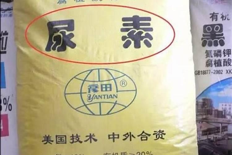 植物蛋白有哪些食物