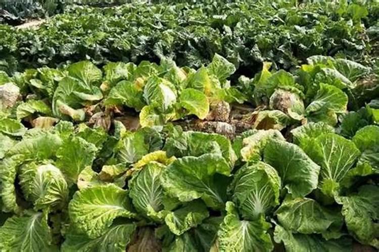 白菜喷钙肥一斤兑多少水？