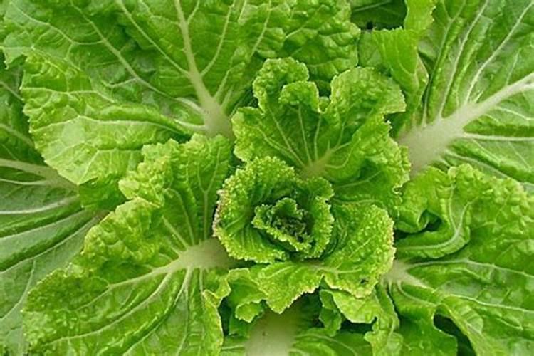 蔬菜种植技术:怎样种露地蔬菜多