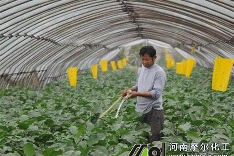 如何识别有农药残留农药激素催长过的蔬菜