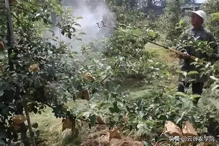 氮肥的使用方法和技巧