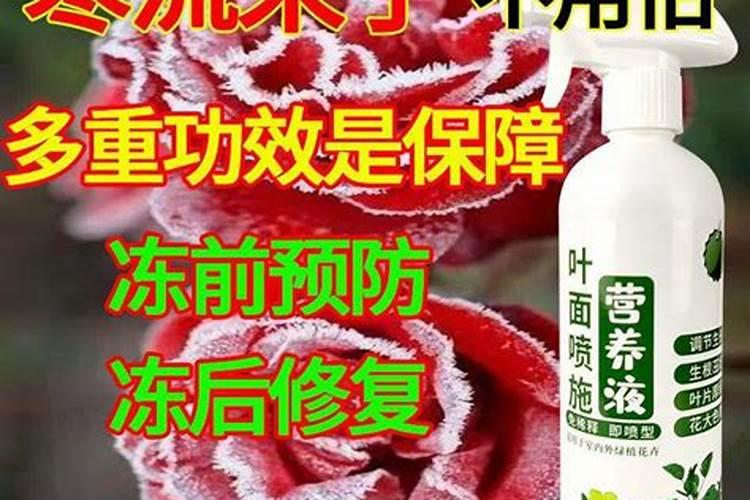 甜椒什么时候种植最好