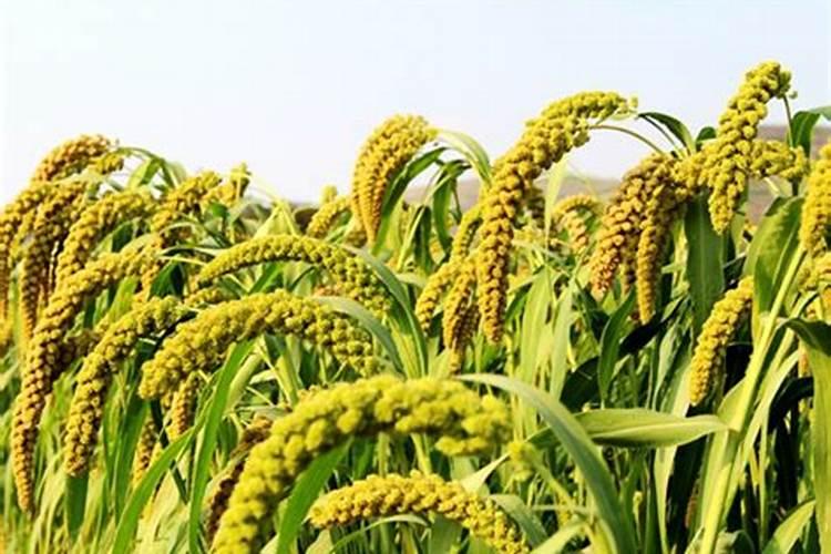 硼砂的对种植蔬菜有什么作用？