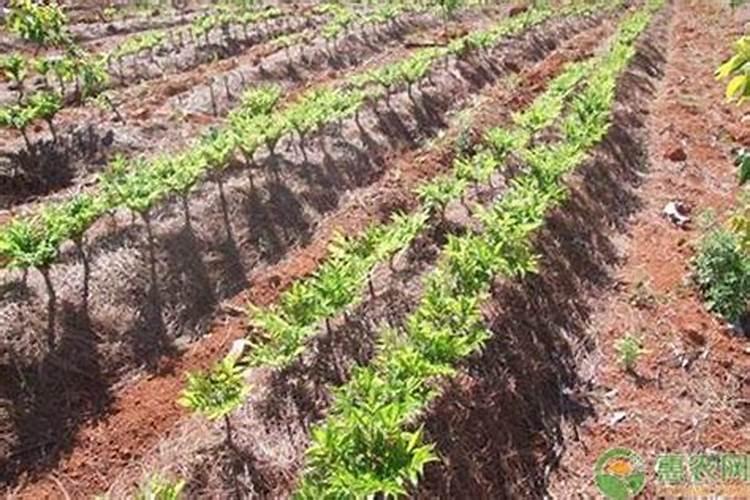 黄魔芋种植技术和病虫害防治方法