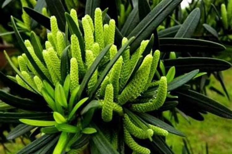水培水仙花能施磷酸二氢钾吗水培植物时能在水里加磷酸二氢钾吗