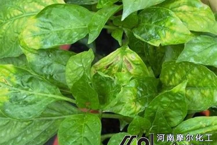 辣椒开花后怎么施肥产量高