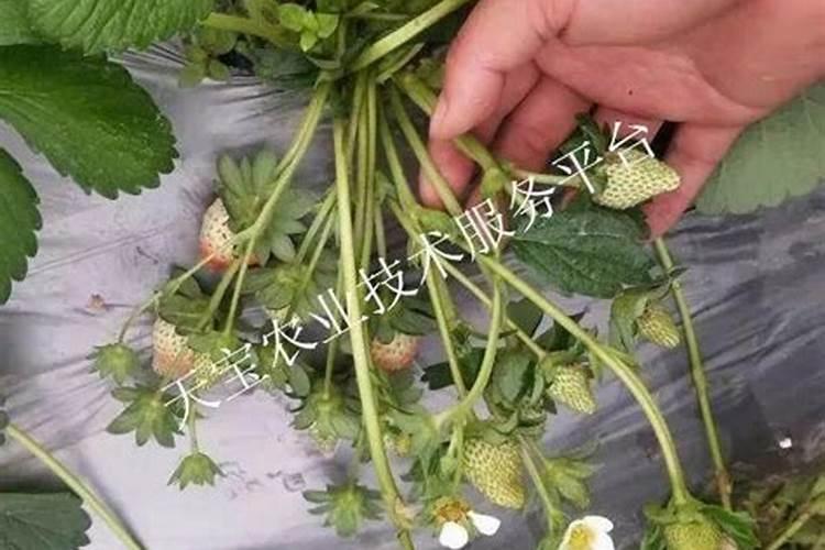 油烟机油盒内的废油能做肥料吗？