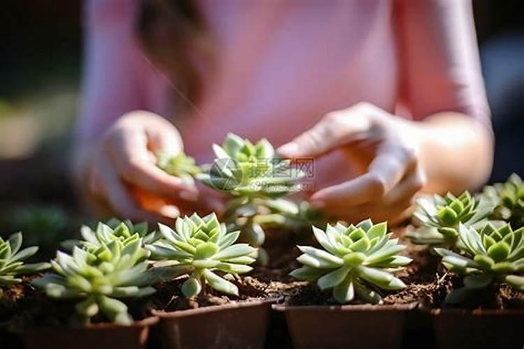 多肉植物问题若干