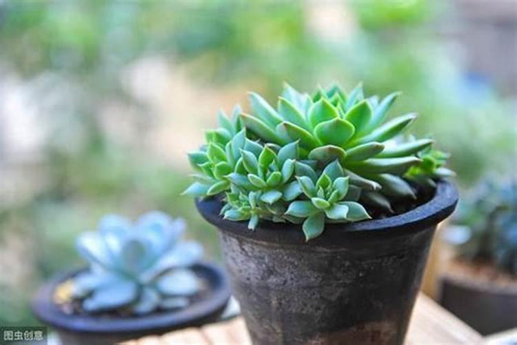 花多多和奥绿肥的使用及注意事项