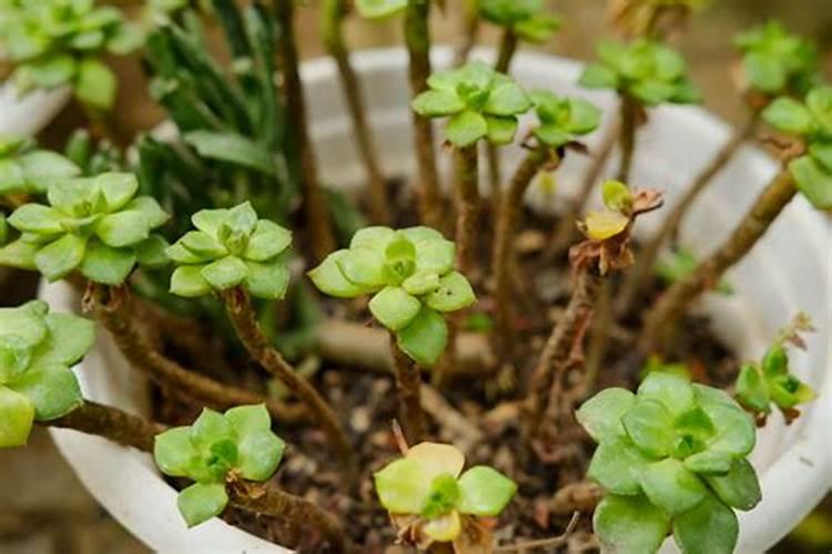 多肉专用肥可以给其他花卉用吗