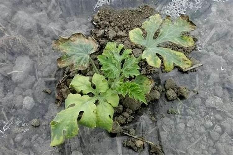 玉米什么时候开花 花期有多长时间
