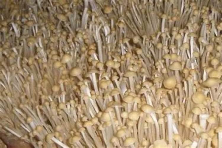 鱼蛋白肥料质量差别都很大,怎样挑选质量好的鱼蛋白肥料？