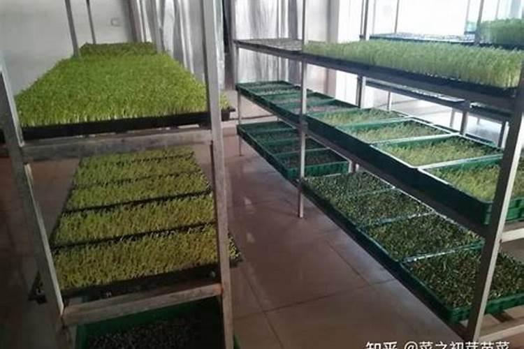 人工种植苜蓿草方法