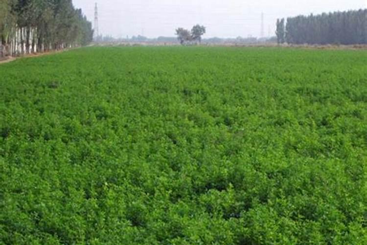 盐碱地种植什么合适