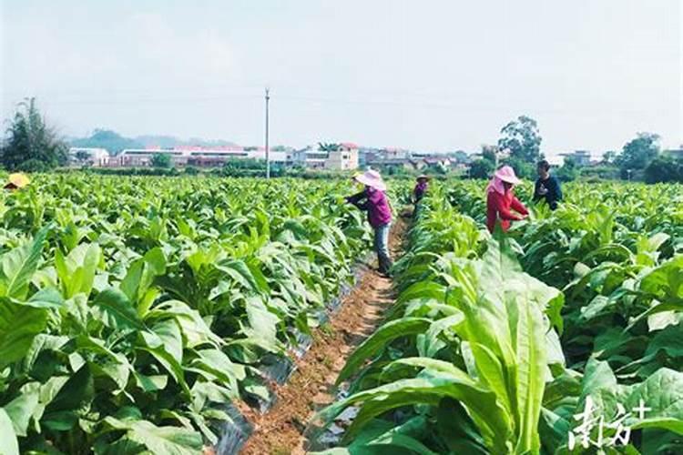 防治病虫害的小妙招