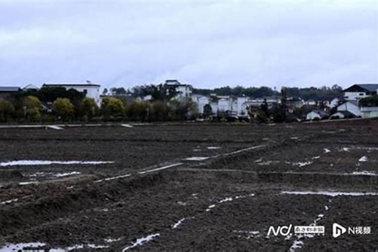 黄烟种植一年赚多少钱？