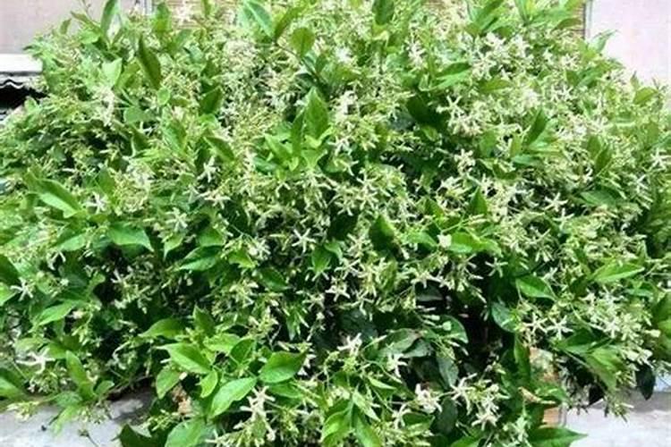 葵花追肥用什么肥好
