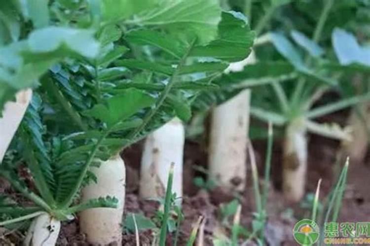 蔓菁的种植方法和时间 什么时候种植适合