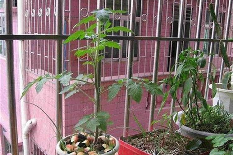 番茄开花阶段使用什么叶面肥效果好？