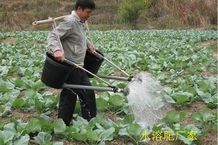 叶面肥打后下雨有效吗