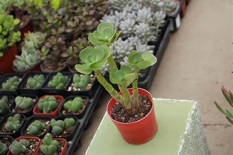 种植花生亩施多少复合肥最合适