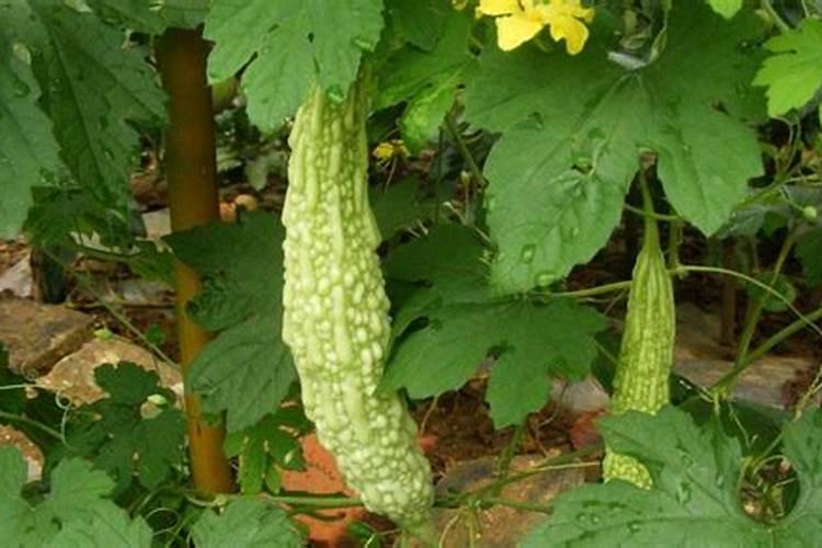 丝瓜是一种瓜类蔬菜,那么种植丝瓜,如何施肥能提高产量呢？