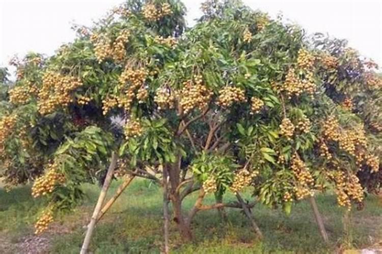 西瓜膨果期用什么肥料