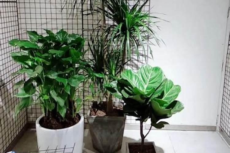 如何给琴叶榕施肥