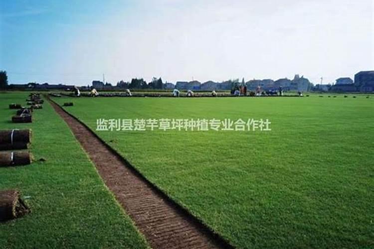 草坪怎么用有机肥