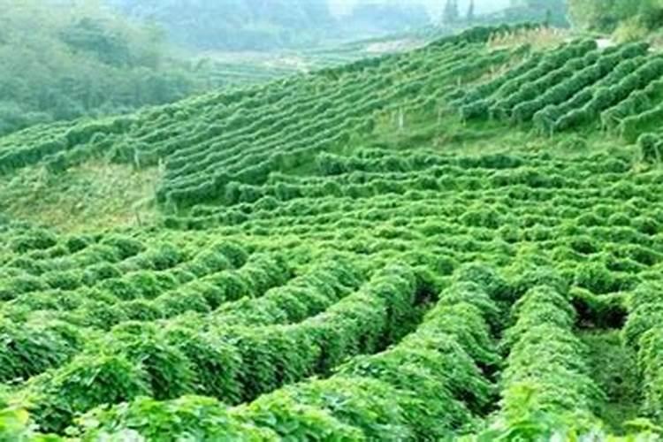 山药的需肥特点是什么？种植山药应该如何施肥？
