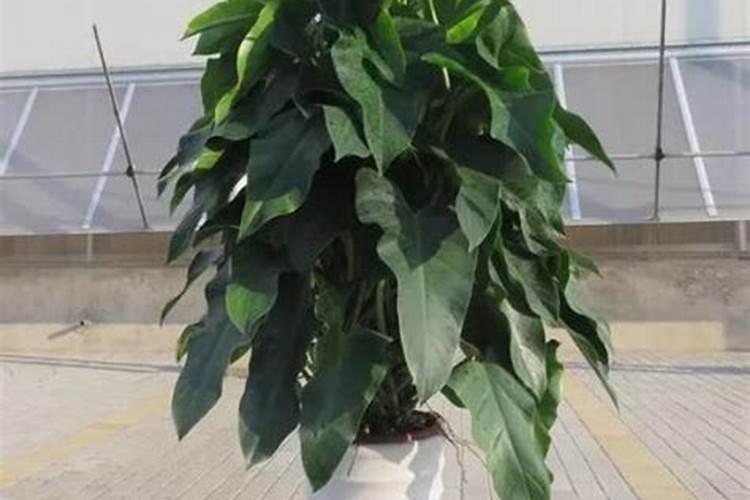 秋季养月季花禁用4种肥料这是夺命肥