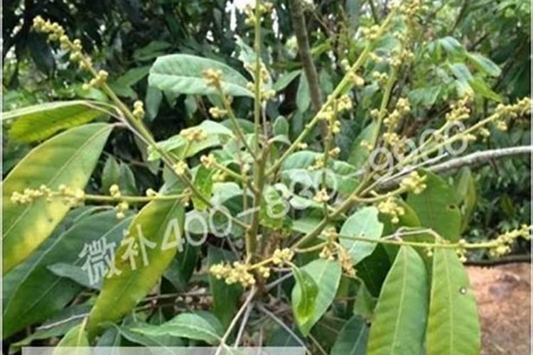 龙眼树养树时候用什么肥对后期催花容易？