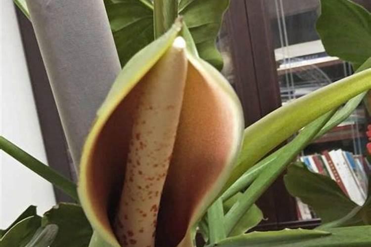 绿宝石花卉养护方法