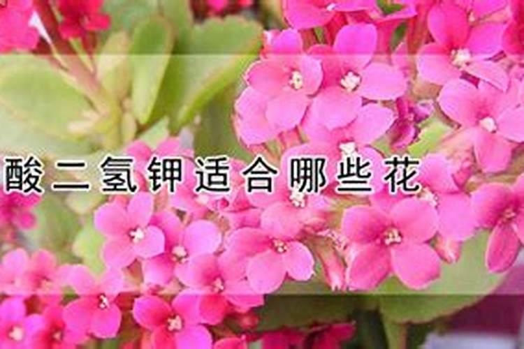 磷酸二氢钾的作用适合哪些花