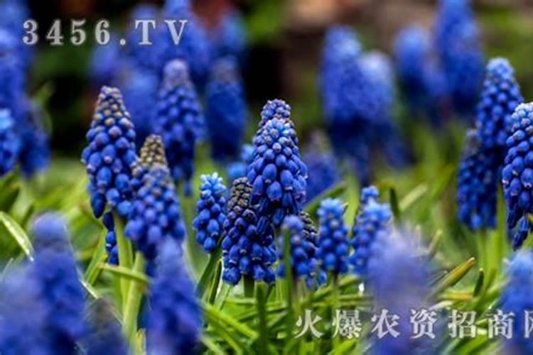 菠萝苗要什么时候种？菠萝苗的种植方法