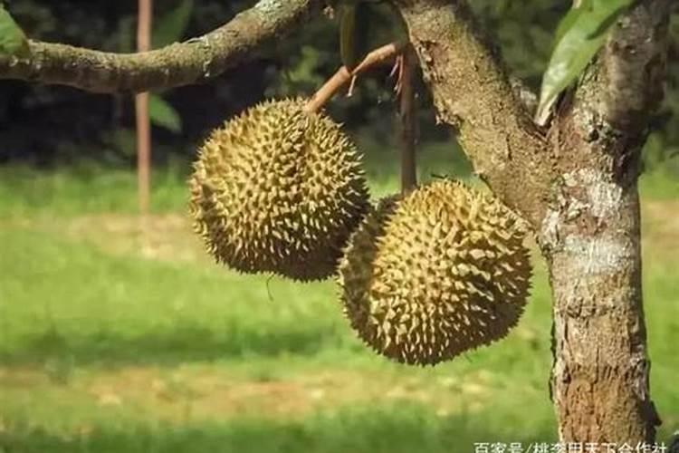 苹果树喷什么叶面肥好