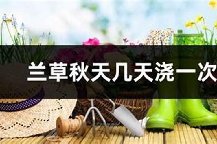 兰草怎么养 兰草怎么养呢