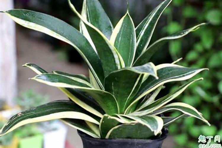 兰草花施什么肥料