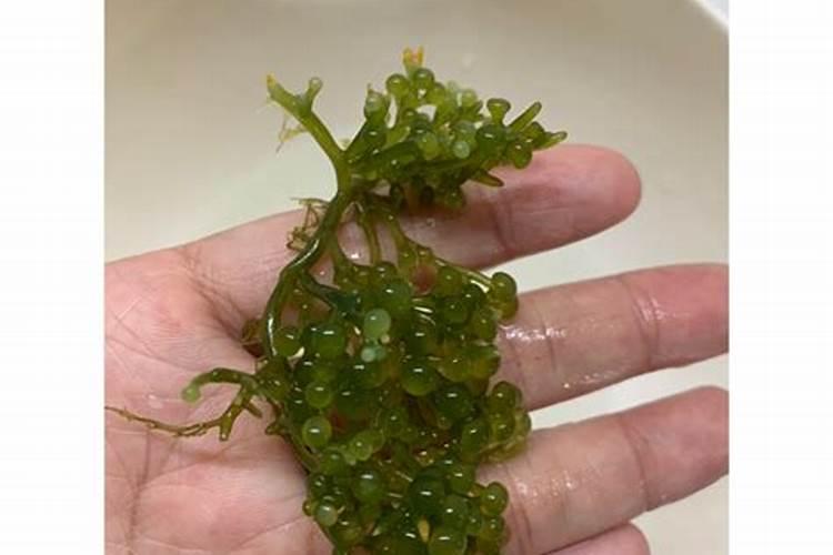 鱼蛋白桶肥对作物效果好处,鱼蛋白桶肥功能和效果
