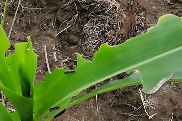 打完除草剂多久可以打叶面肥